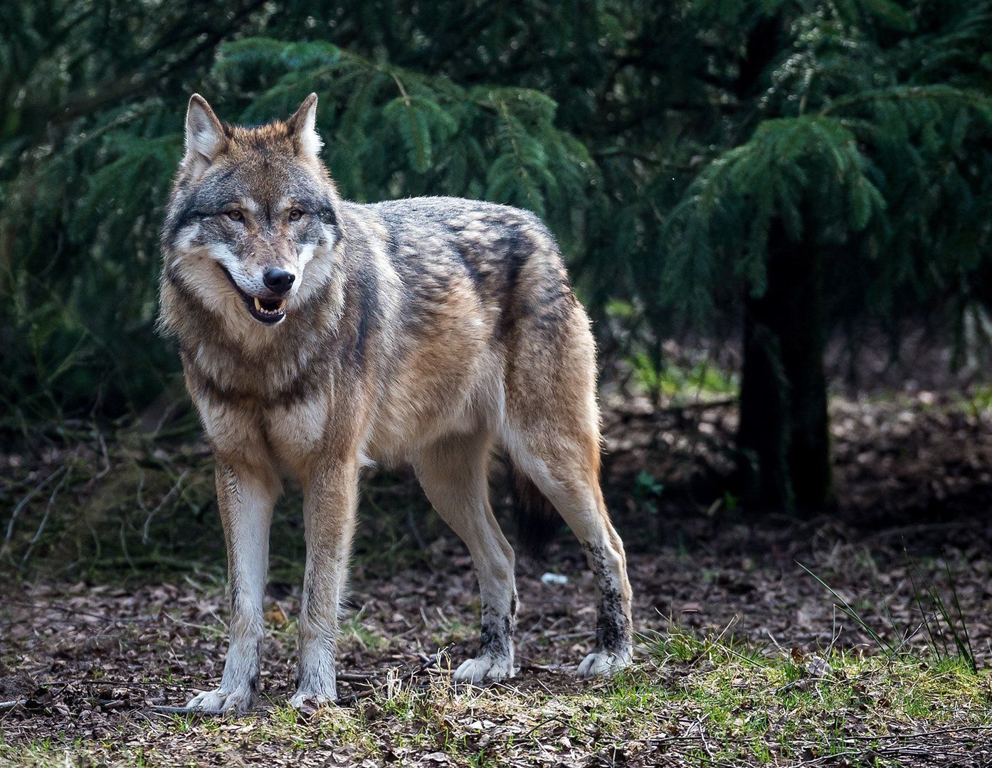 Loup